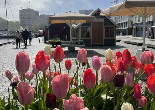 Nyt våren i havnen